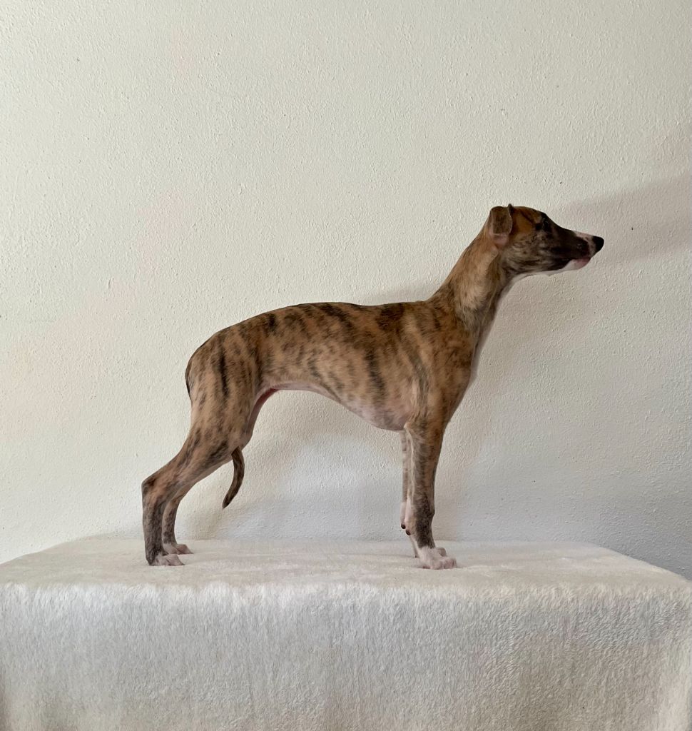 Des Terres De Gwalarn - Chiot disponible  - Whippet