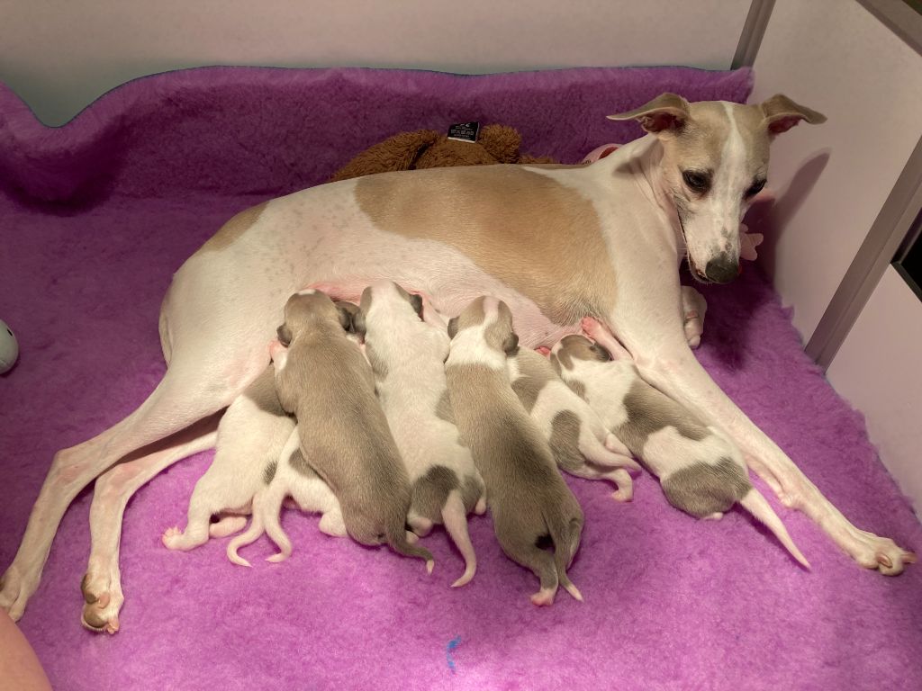 chiot Whippet Des Terres De Gwalarn