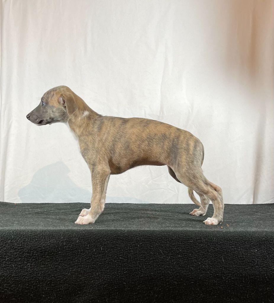 Des Terres De Gwalarn - Chiot disponible  - Whippet