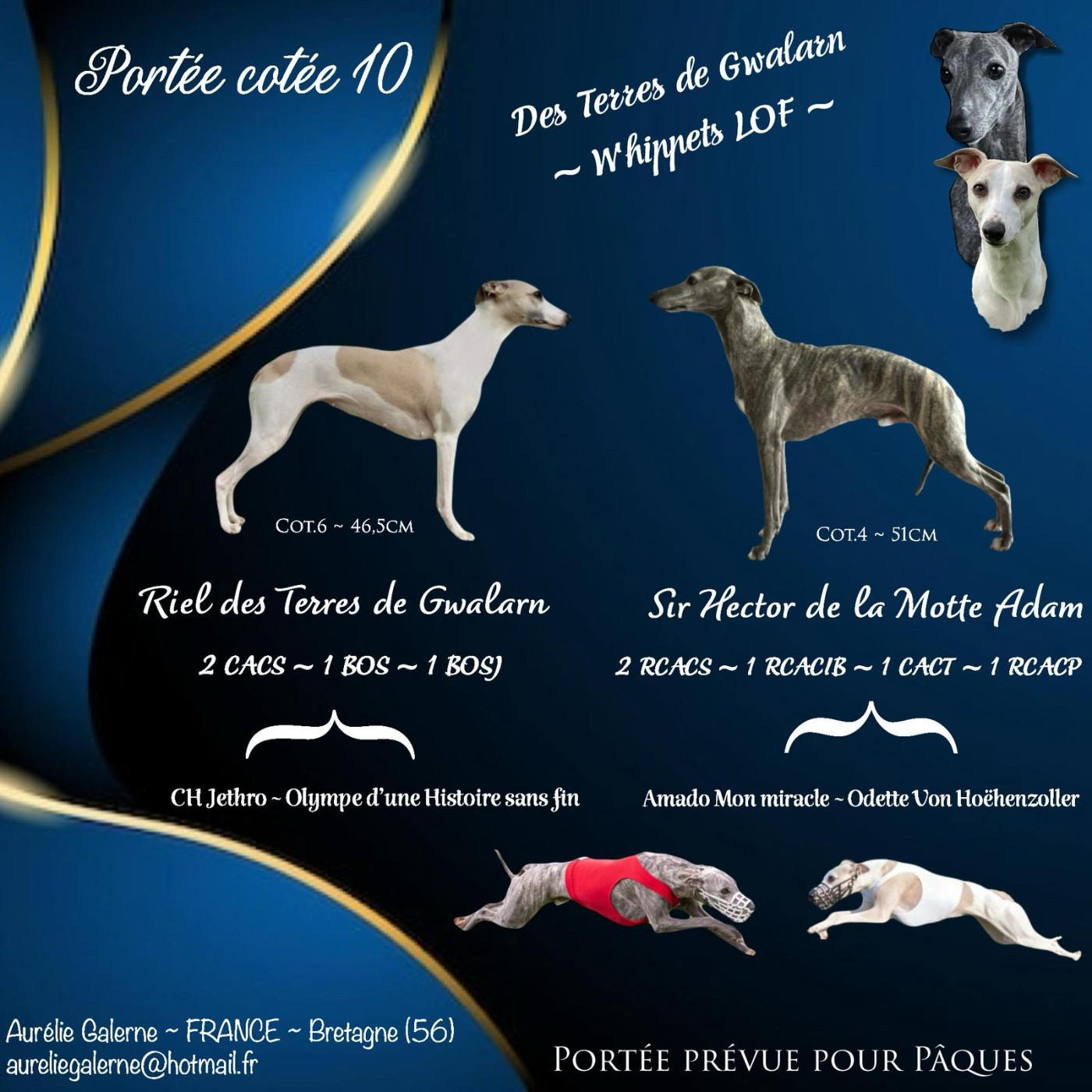 Future portée pour PÂQUES 2026!!!