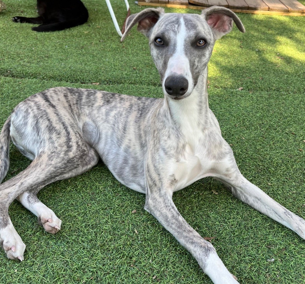 Des Terres De Gwalarn - Chiots disponibles - Whippet