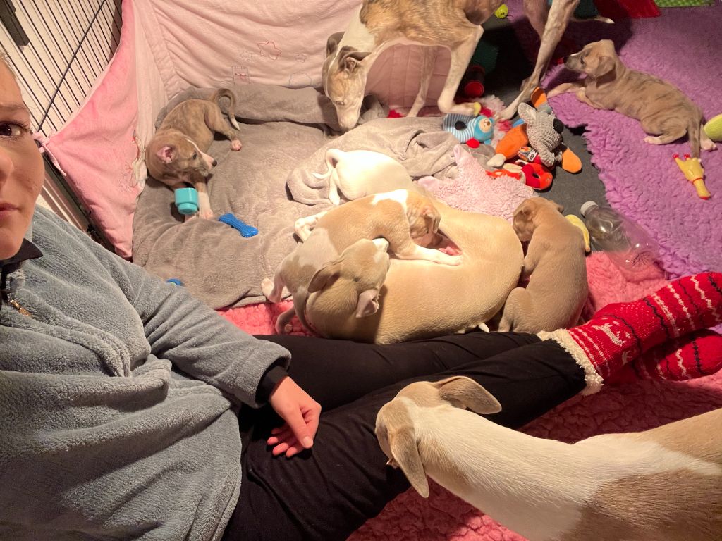 Chiot Whippet Des Terres De Gwalarn