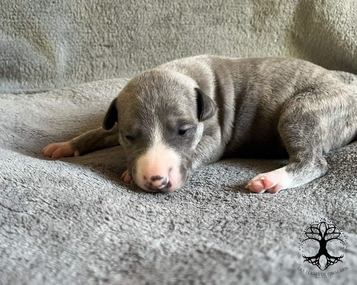 Des Terres De Gwalarn - Chiots disponibles - Whippet