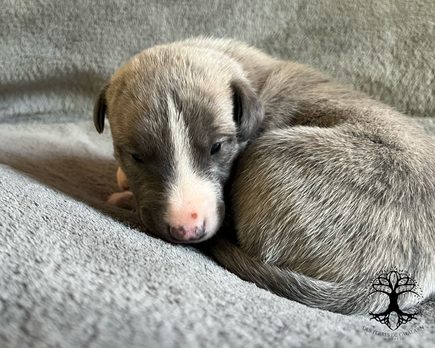 Des Terres De Gwalarn - Chiots disponibles - Whippet