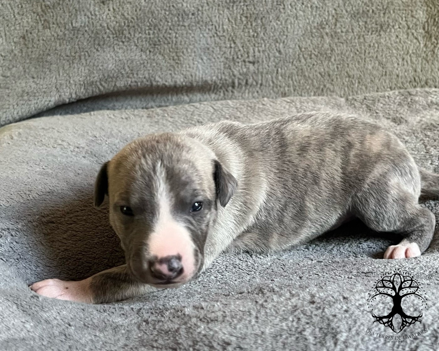 Des Terres De Gwalarn - Chiots disponibles - Whippet