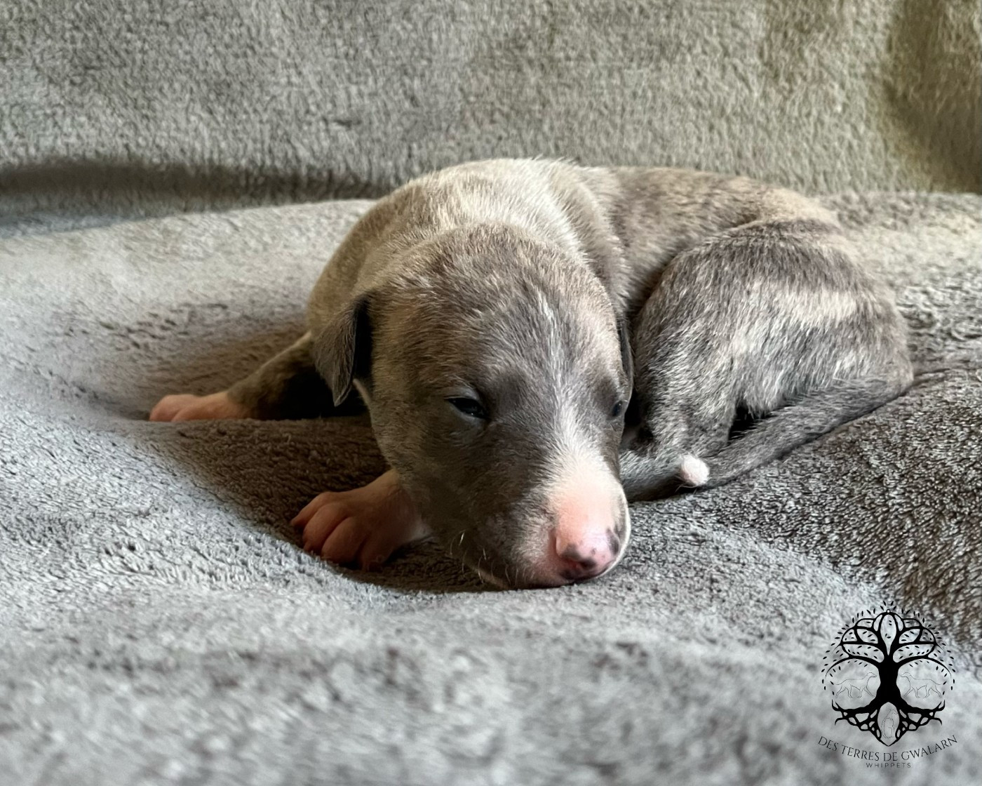 Des Terres De Gwalarn - Chiots disponibles - Whippet