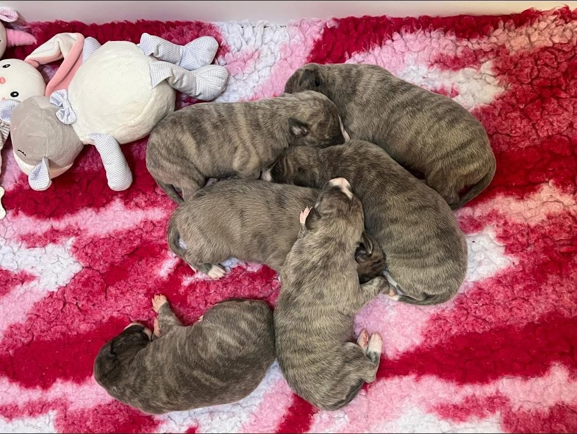Chiot Whippet Des Terres De Gwalarn