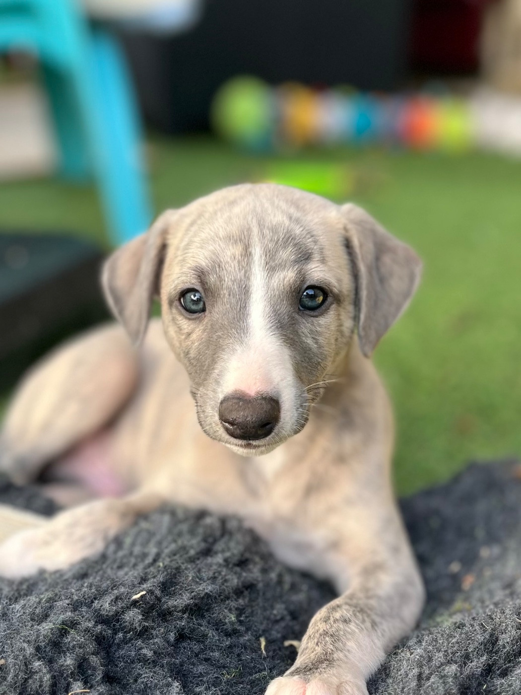 Des Terres De Gwalarn - Chiots disponibles - Whippet
