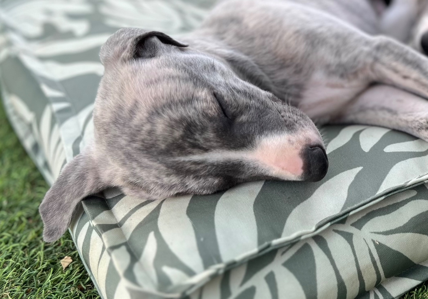 Des Terres De Gwalarn - Chiots disponibles - Whippet