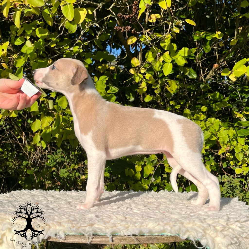 Des Terres De Gwalarn - Chiots disponibles - Whippet